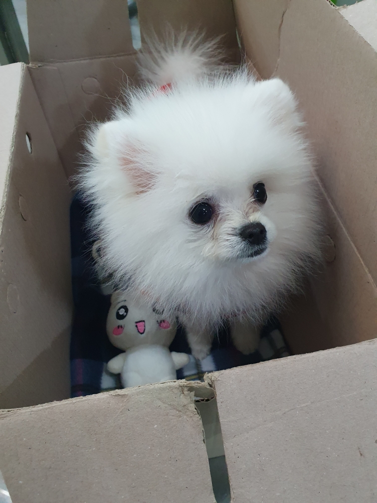 종료(입양) 포메라…
