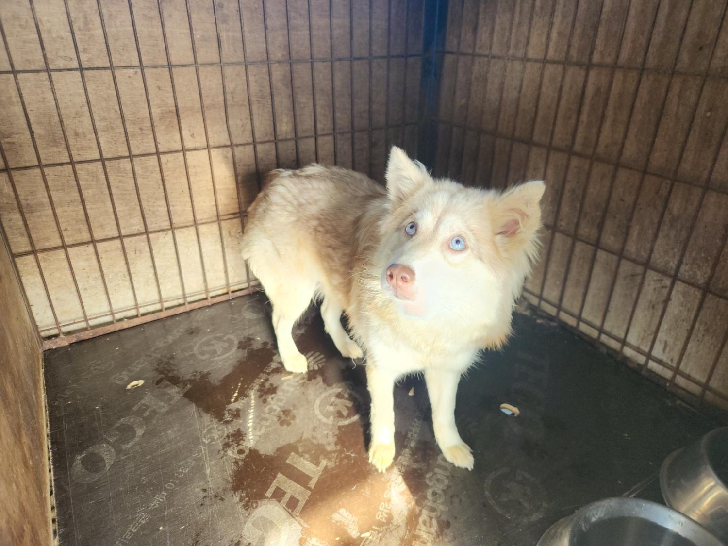 칠곡유기동물보호센터_447522202300266