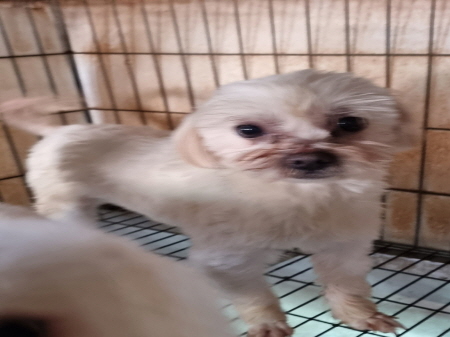 횡성유기동물보호센터_442426202300364