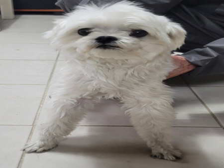 횡성유기동물보호센터_442426202300357