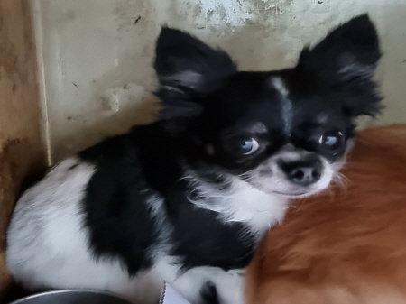 보호중 치와와의 가…