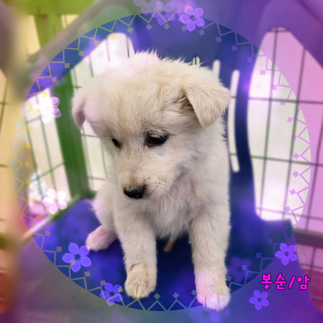 보호중 믹스견의 가…