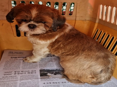 종료(자연사) 시츄…