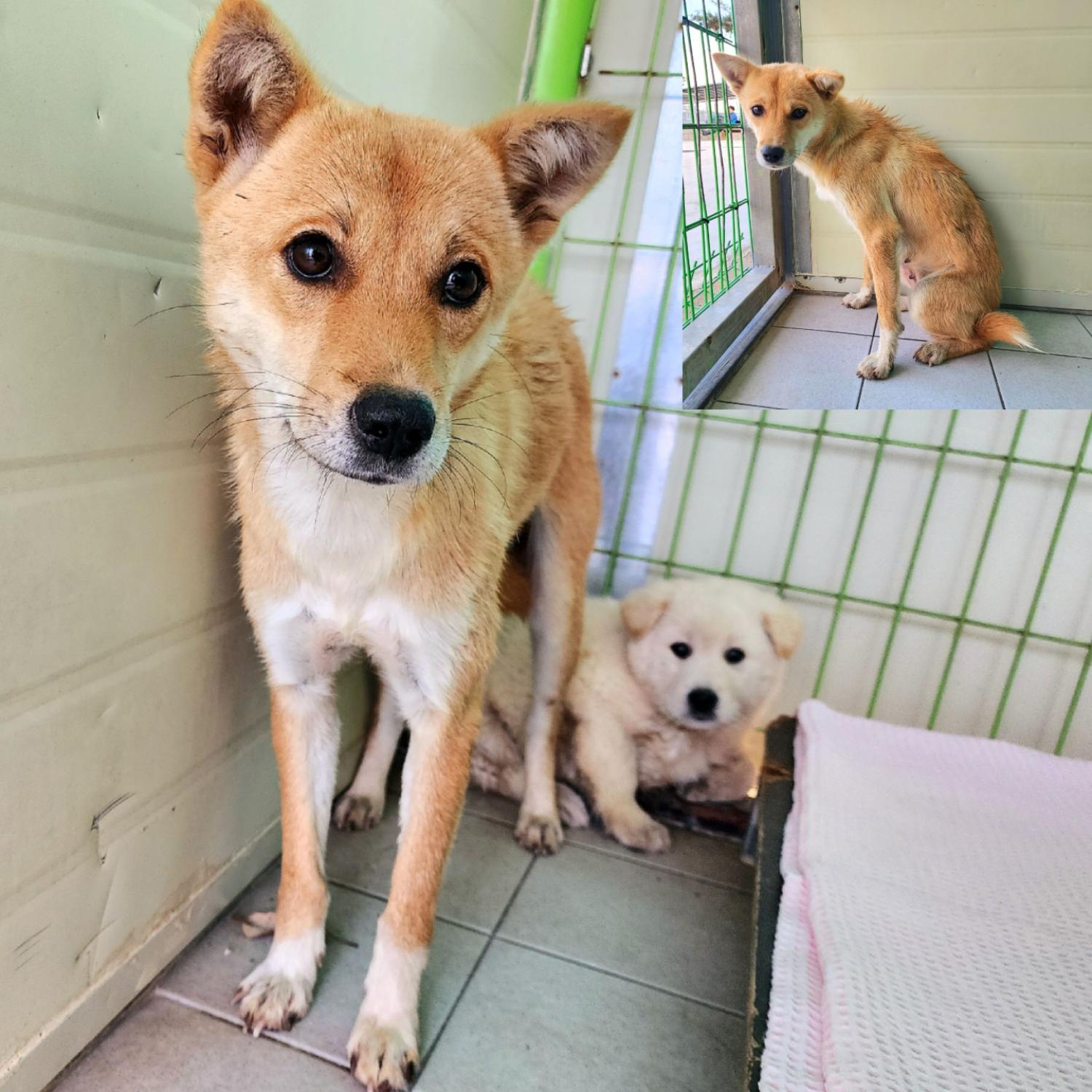 (사)영일동물플러스_447502202301677