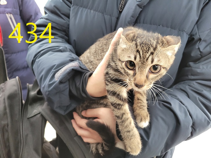 보호중 한국 고양이…