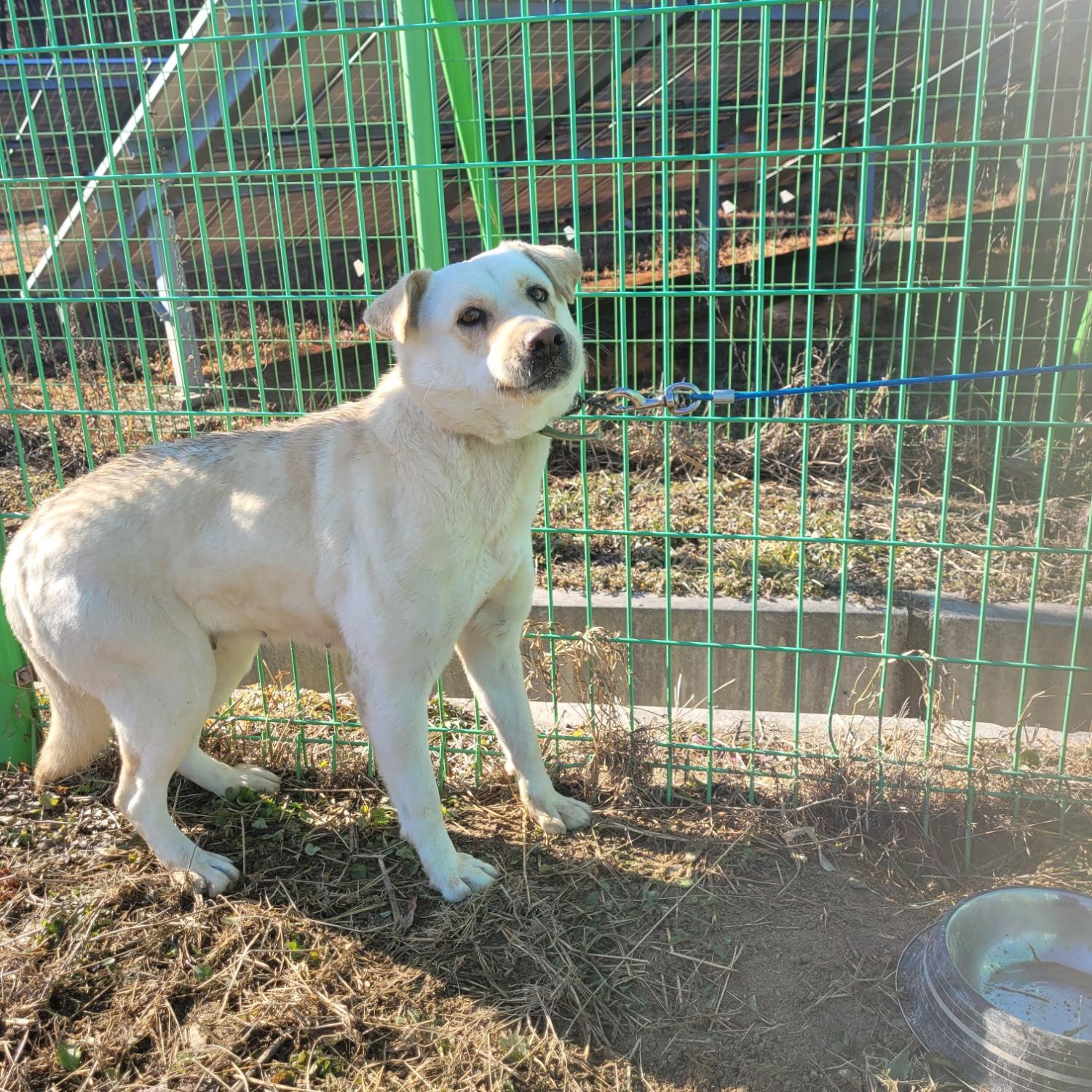 홍천군유기동물보호소_442425202300599