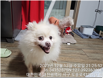 보호중 포메라니안의…