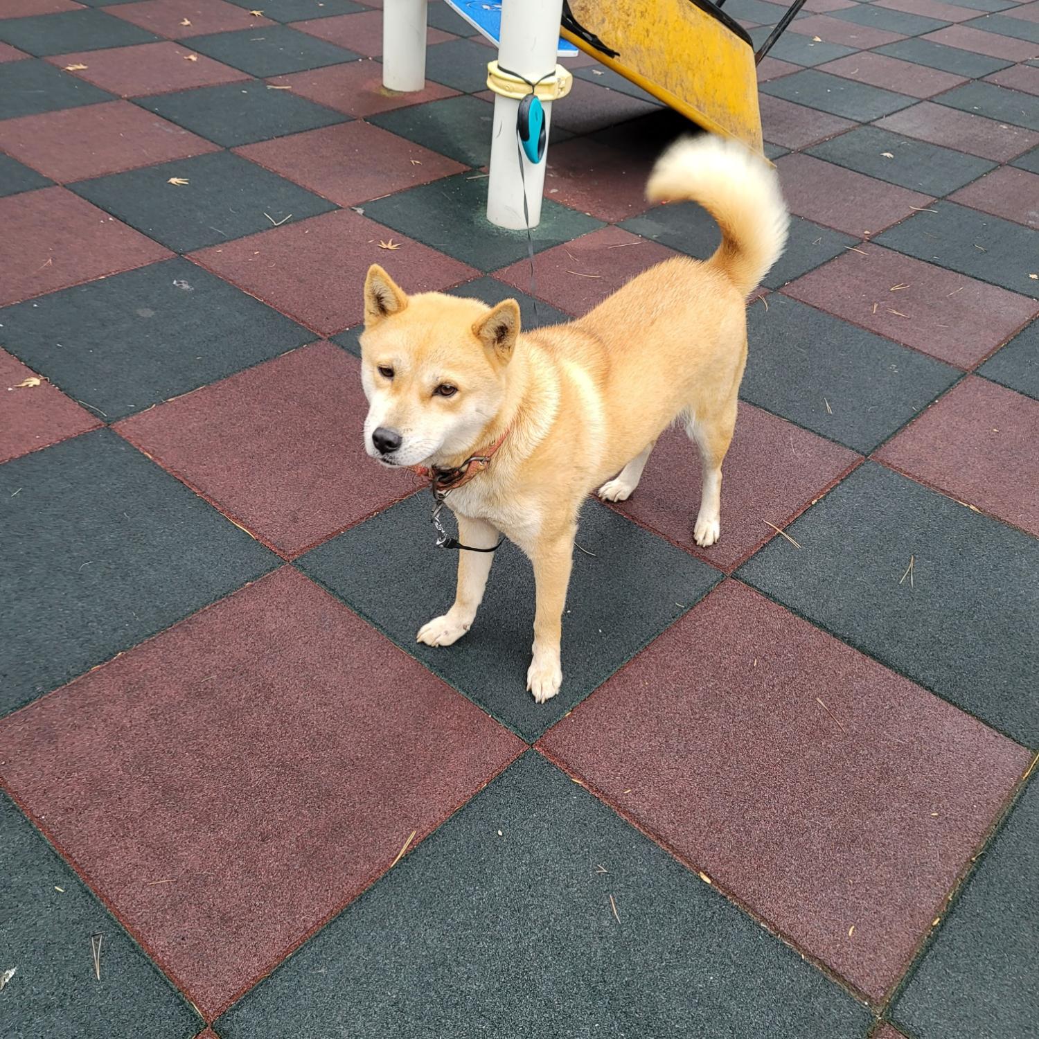 보호중 시바의 가족…
