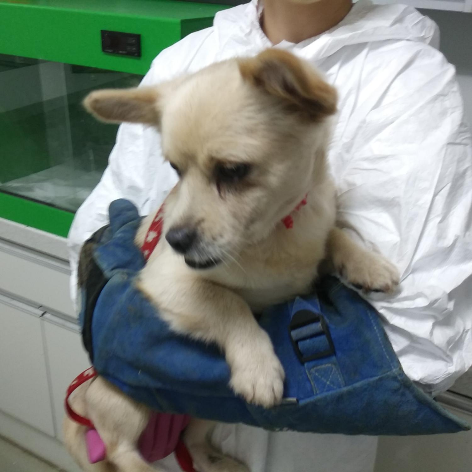 인천수의사회유기동물_428358202300260