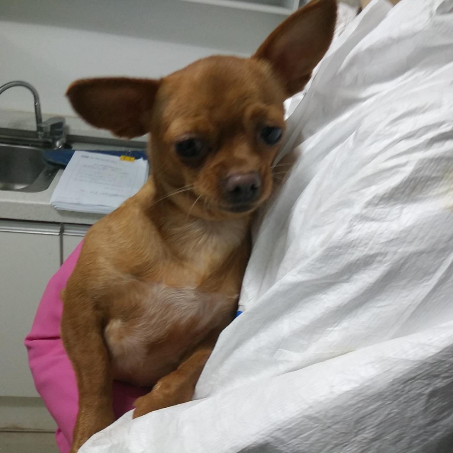 인천수의사회유기동물_428358202300270