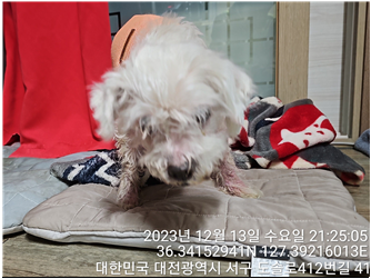 대전동물보호센터_430366202300870