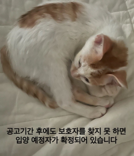 종료(입양) 한국 …
