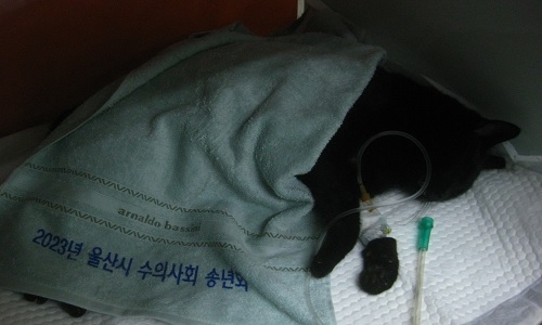 종료(자연사) 한국…