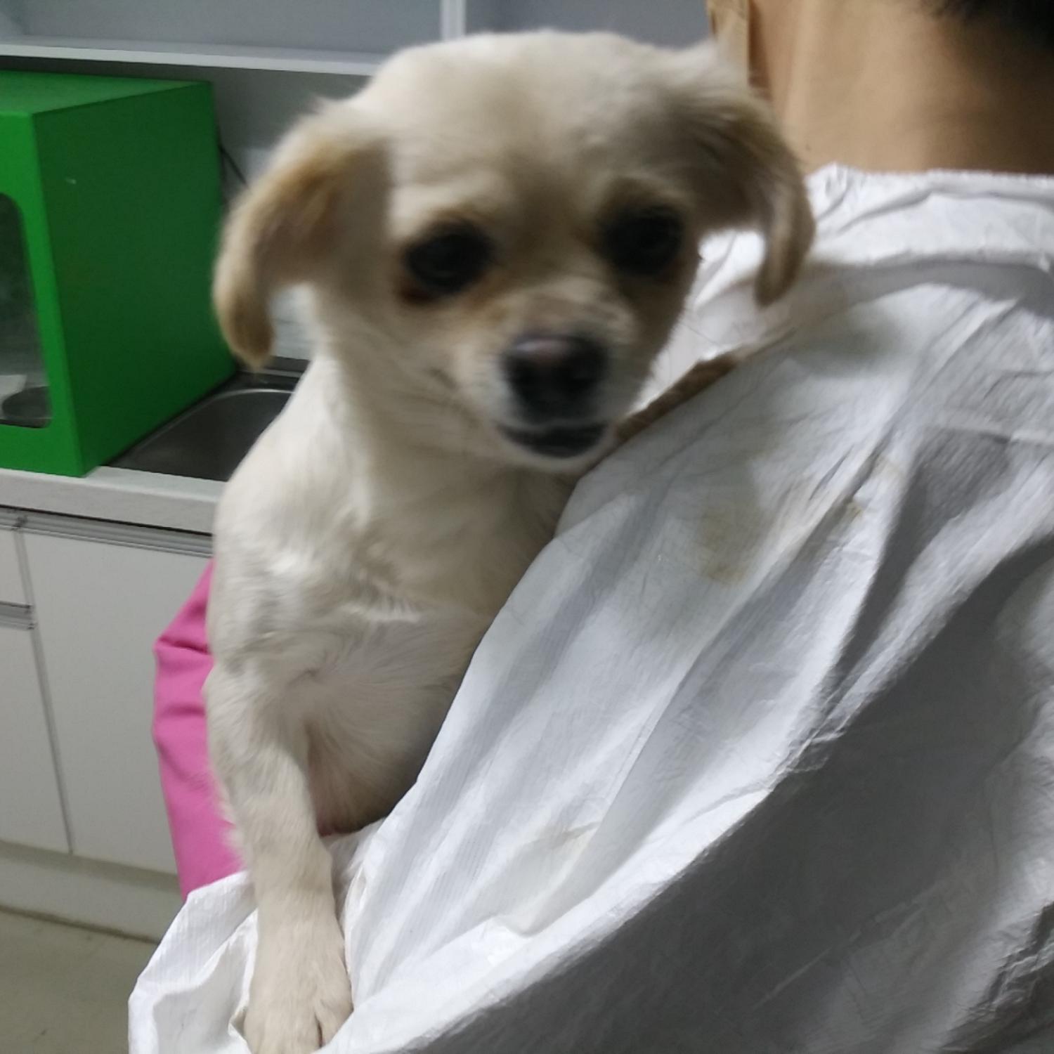 인천수의사회유기동물_428358202300272