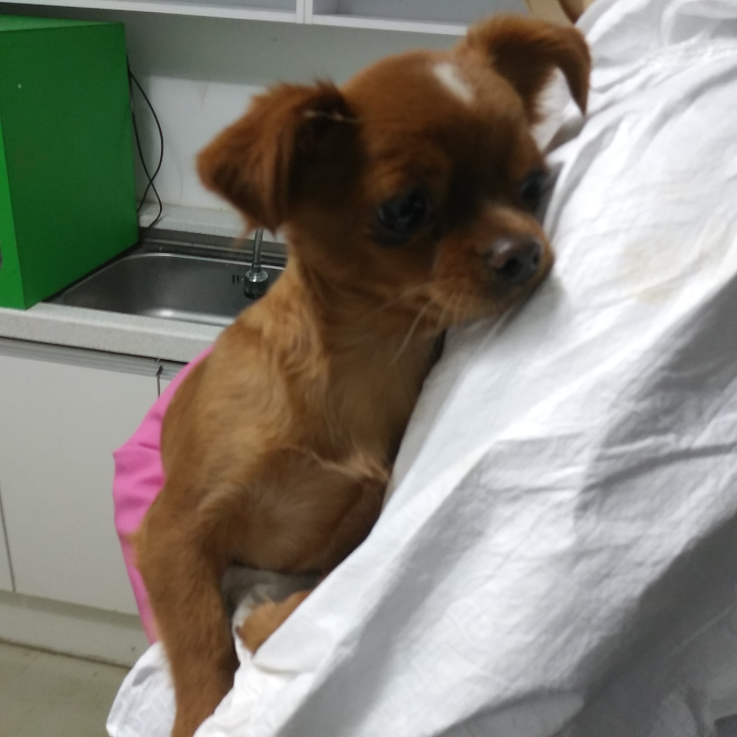 인천수의사회유기동물_428358202300278