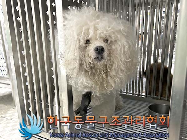 종료(반환) 비숑 …