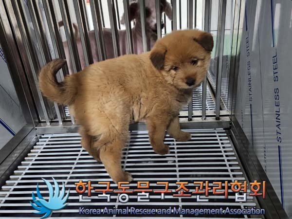 종료(안락사) 믹스…