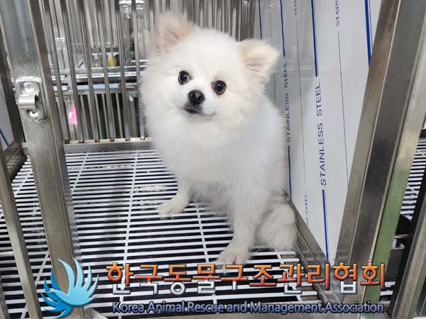 종료(반환) 포메라…