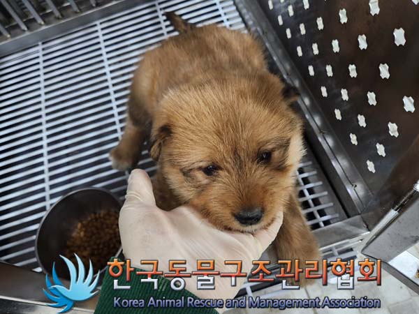 종료(안락사) 믹스…