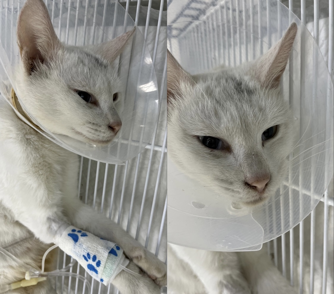 보호중 한국 고양이…