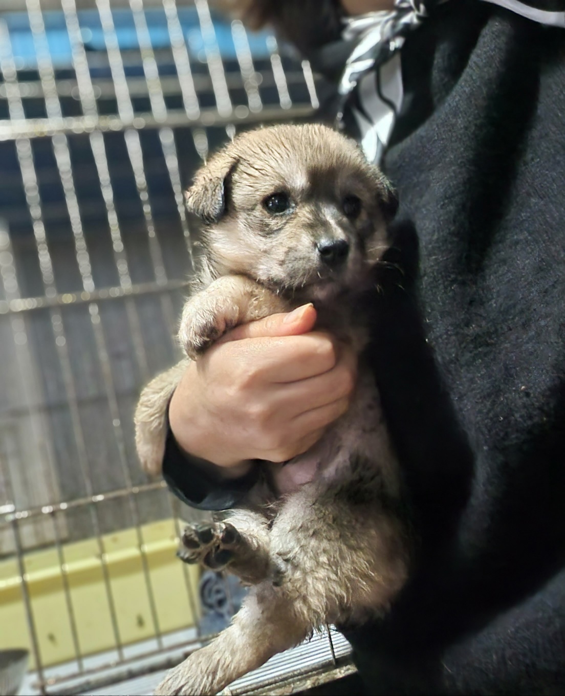 울산유기동물보호센터_431373202301528