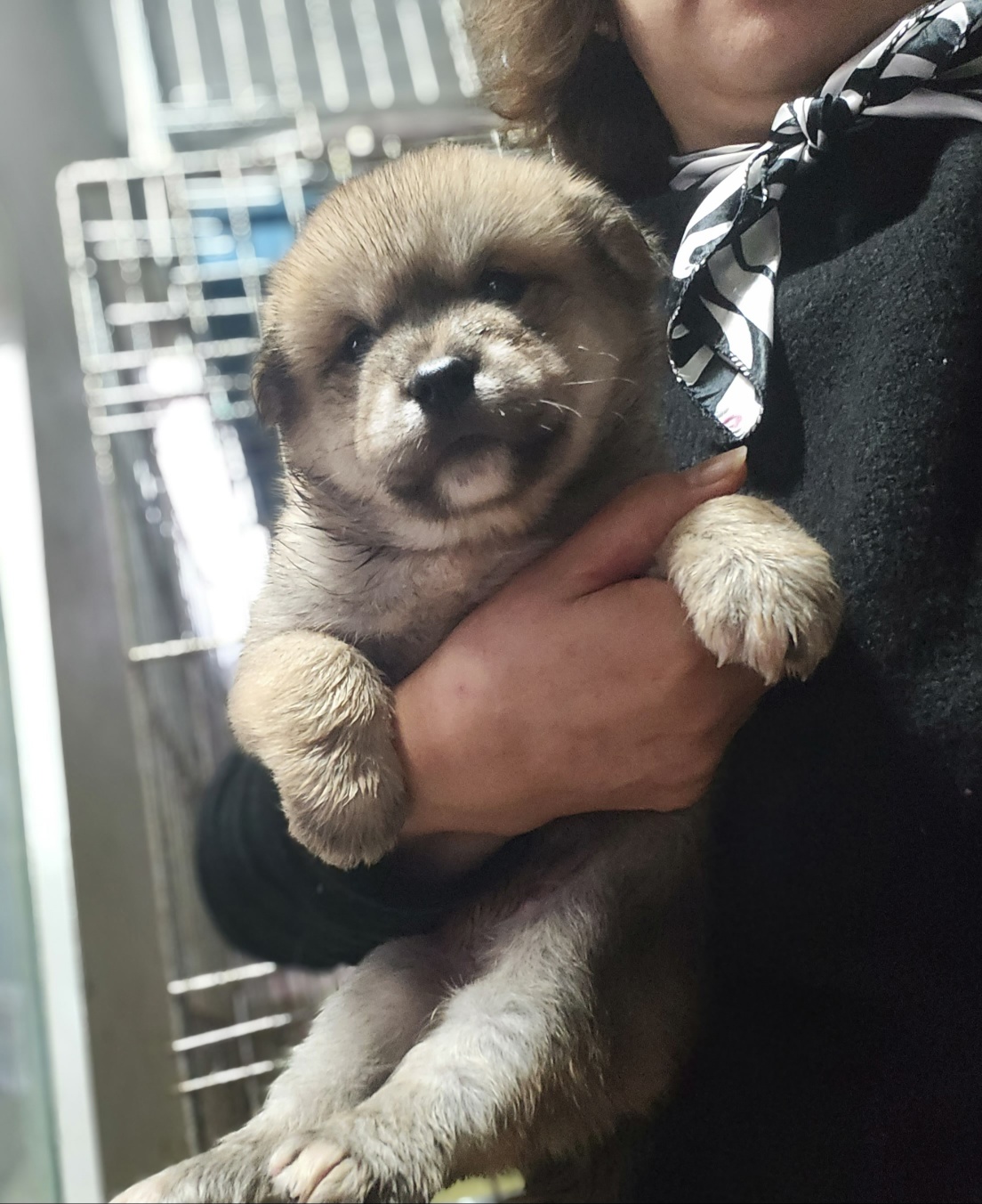 울산유기동물보호센터_431373202301523