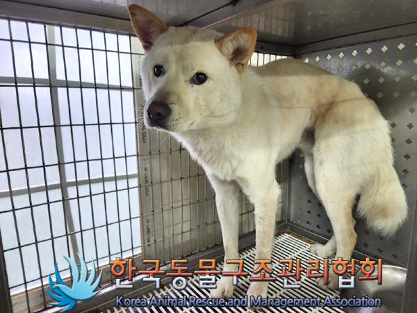 한국동물구조관리협회_441392202300271