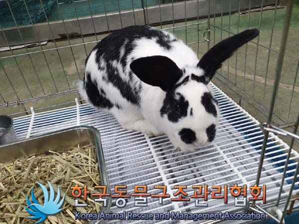 종료(안락사) 토끼…