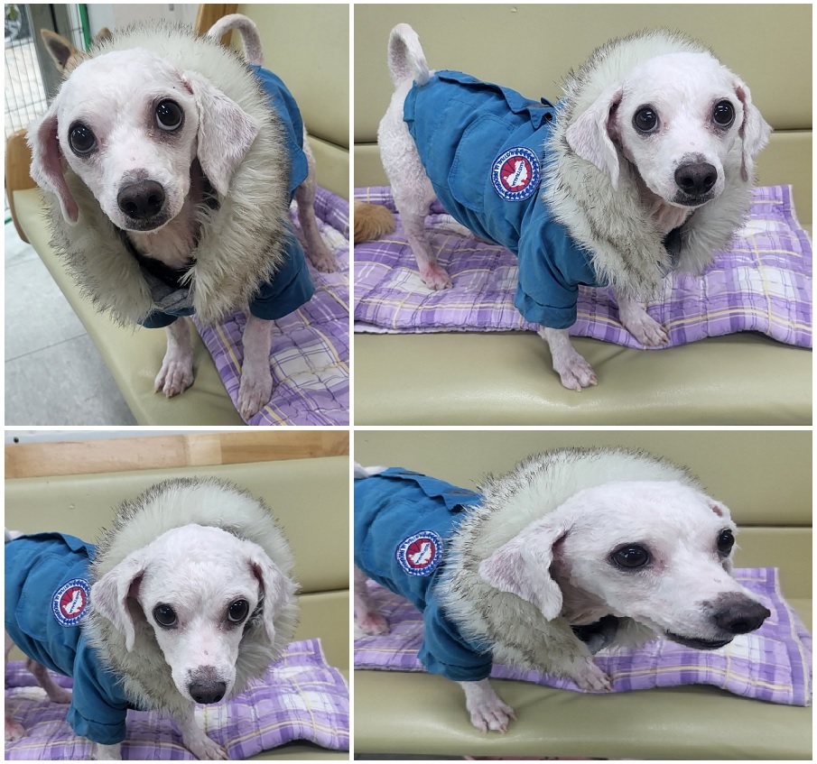 무안군유기동물보호소_446495202300370