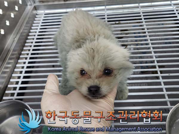 보호중 믹스견의 가…
