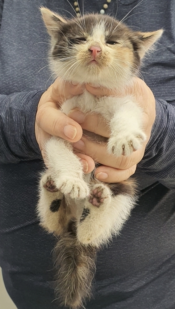 보호중 한국 고양이…