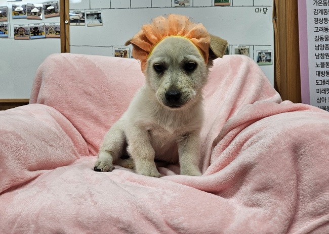 진해유기동물보호소_448532202300781