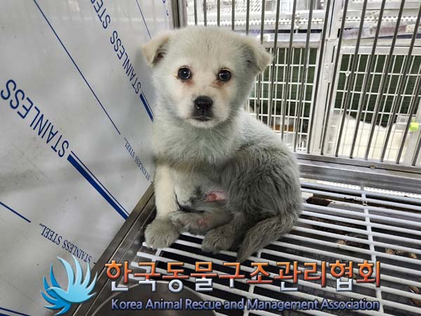 한국동물구조관리협회_441560202301930