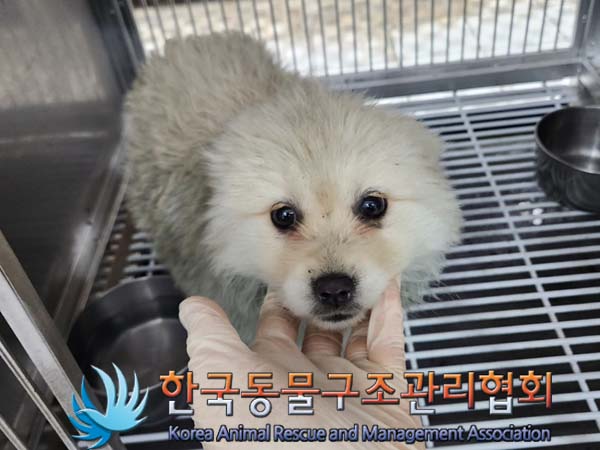 종료(안락사) 믹스…