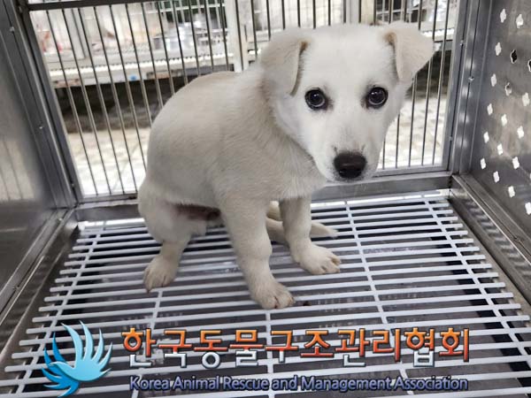 종료(안락사) 믹스…