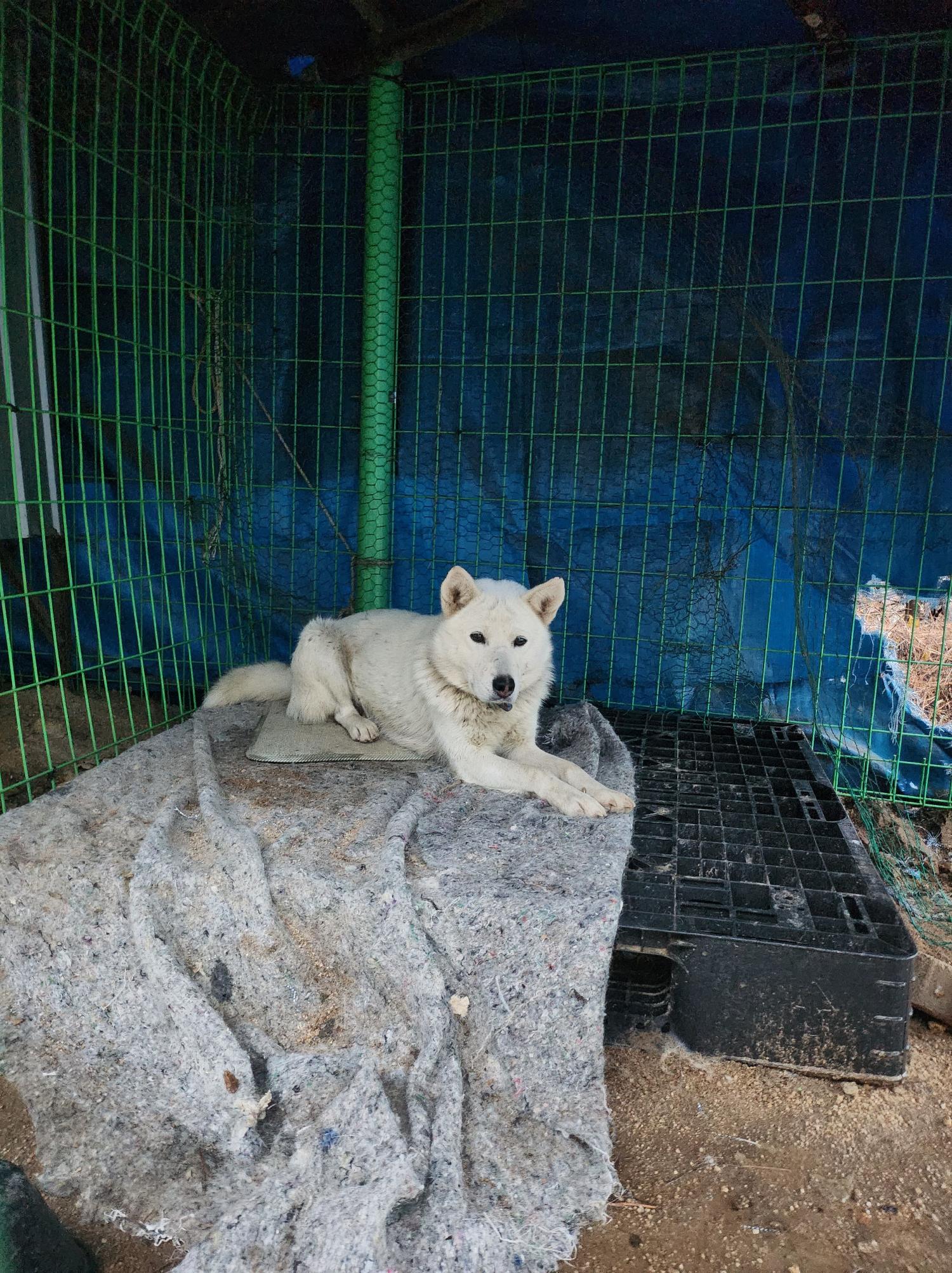 봉화군유기동물보호소_447524202300080