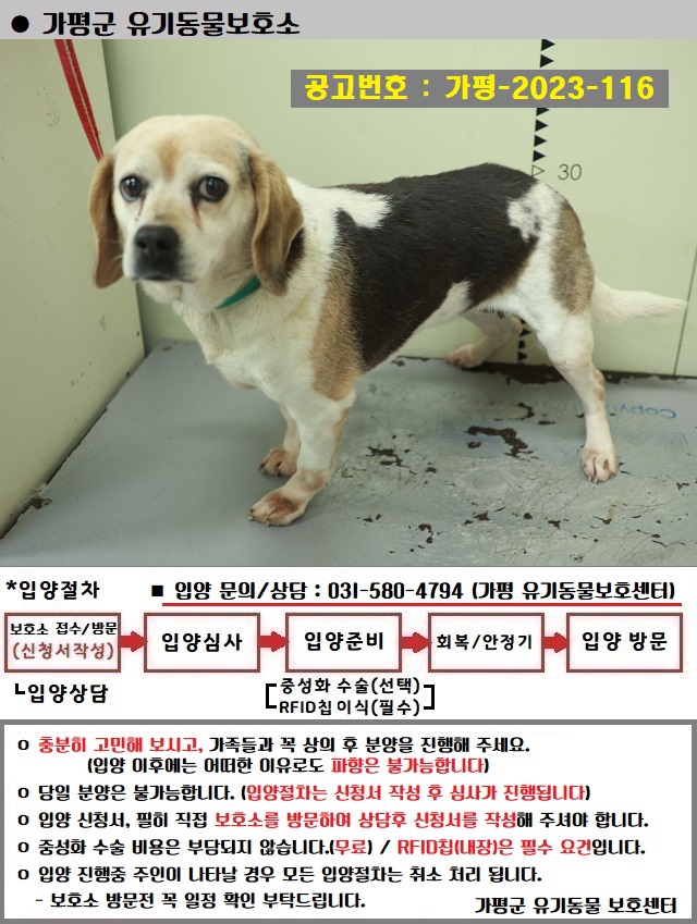 보호중 믹스견의 가…