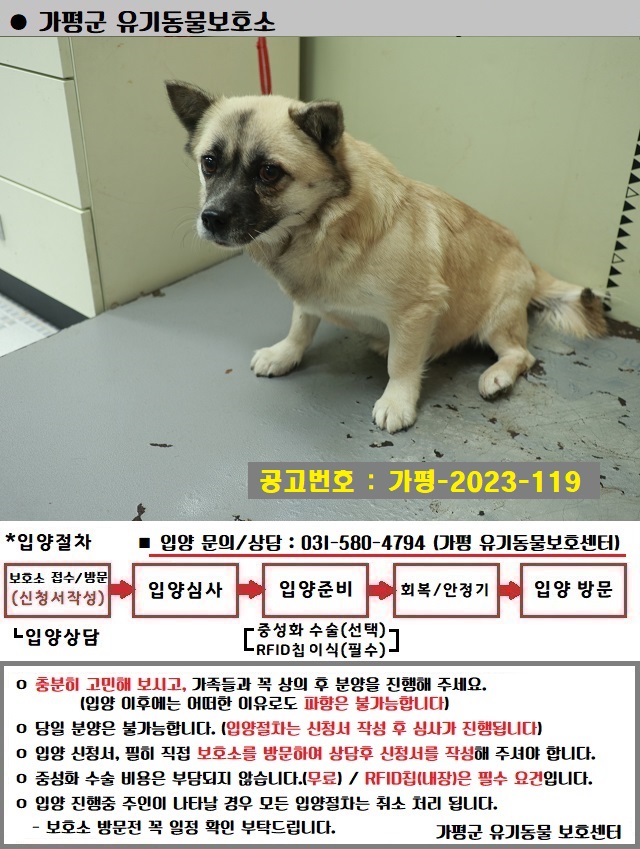 보호중 믹스견의 가…