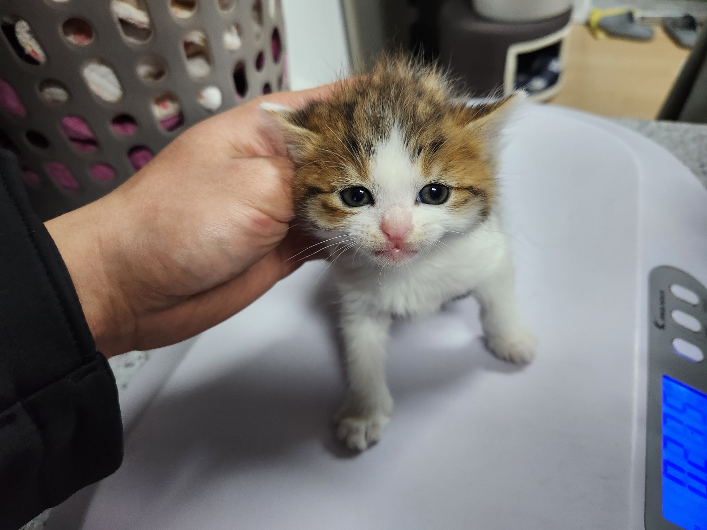보호중 한국 고양이…