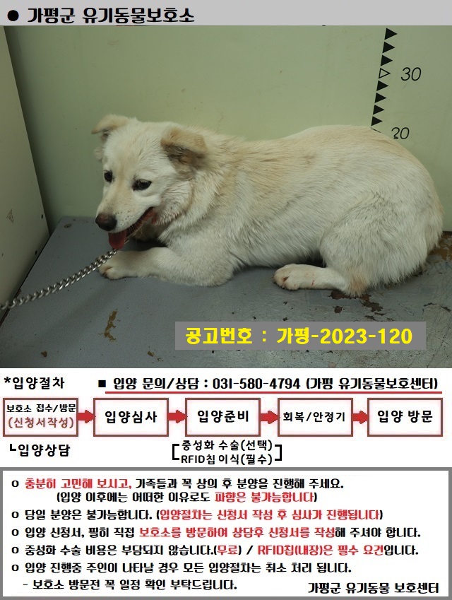 보호중 믹스견의 가…