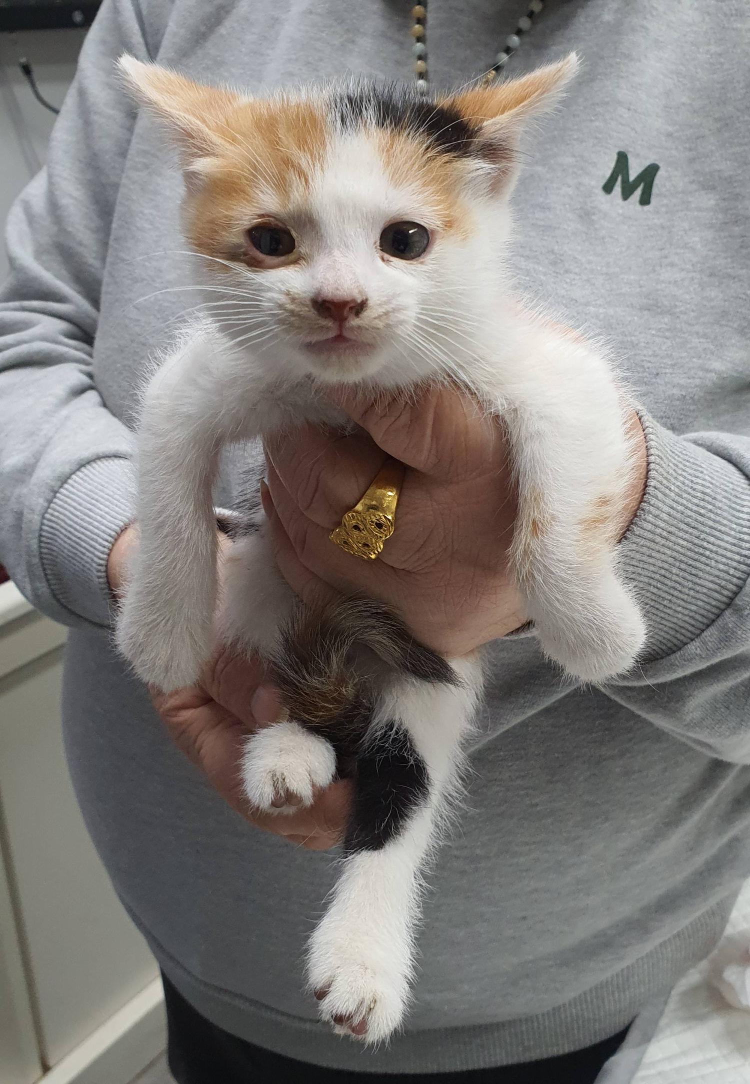 보호중 한국 고양이…