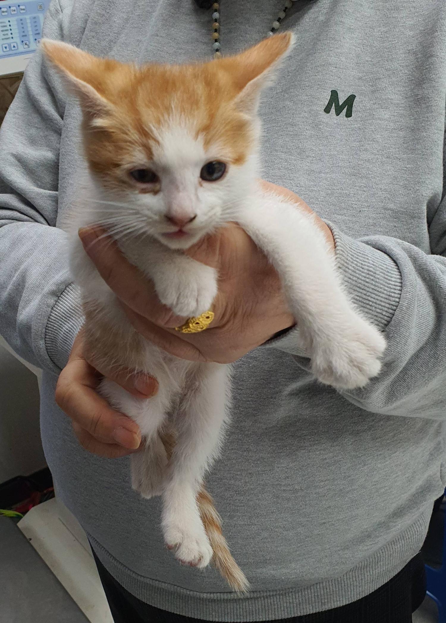 보호중 한국 고양이…