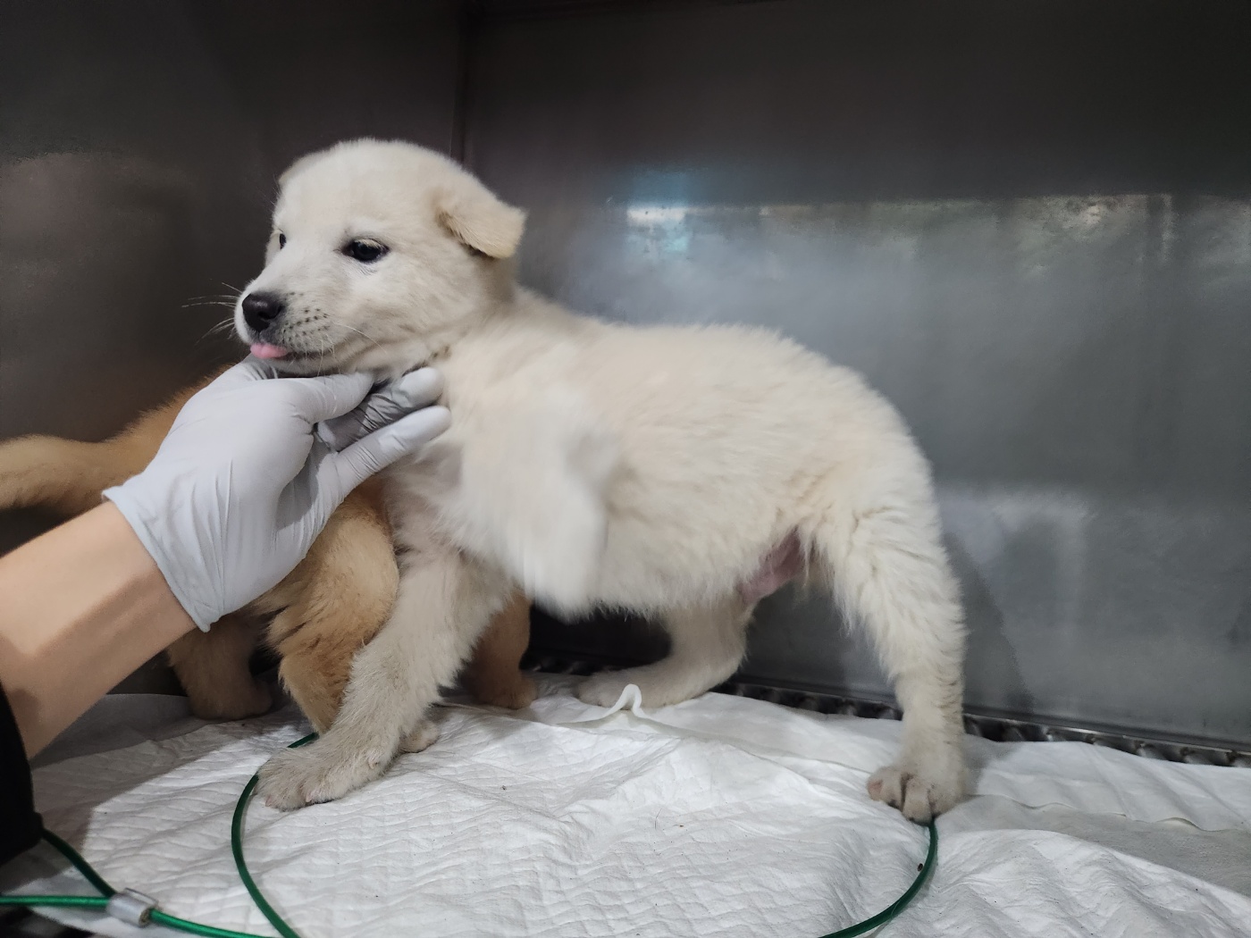 광주 동물보호소_429361202300712
