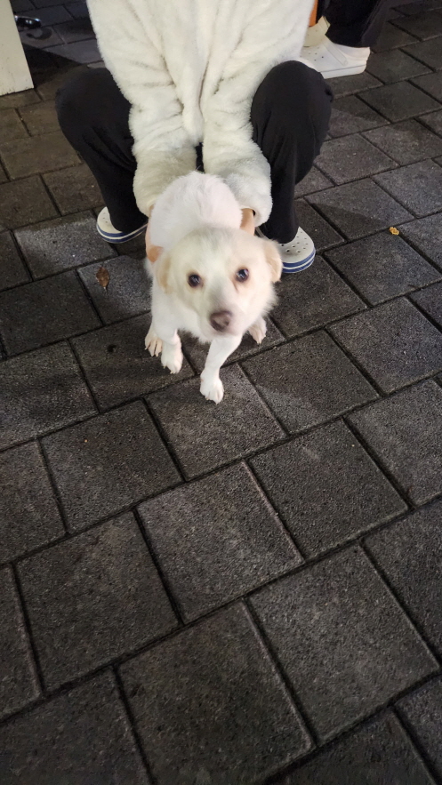 익산유기동물보호소_445468202302322