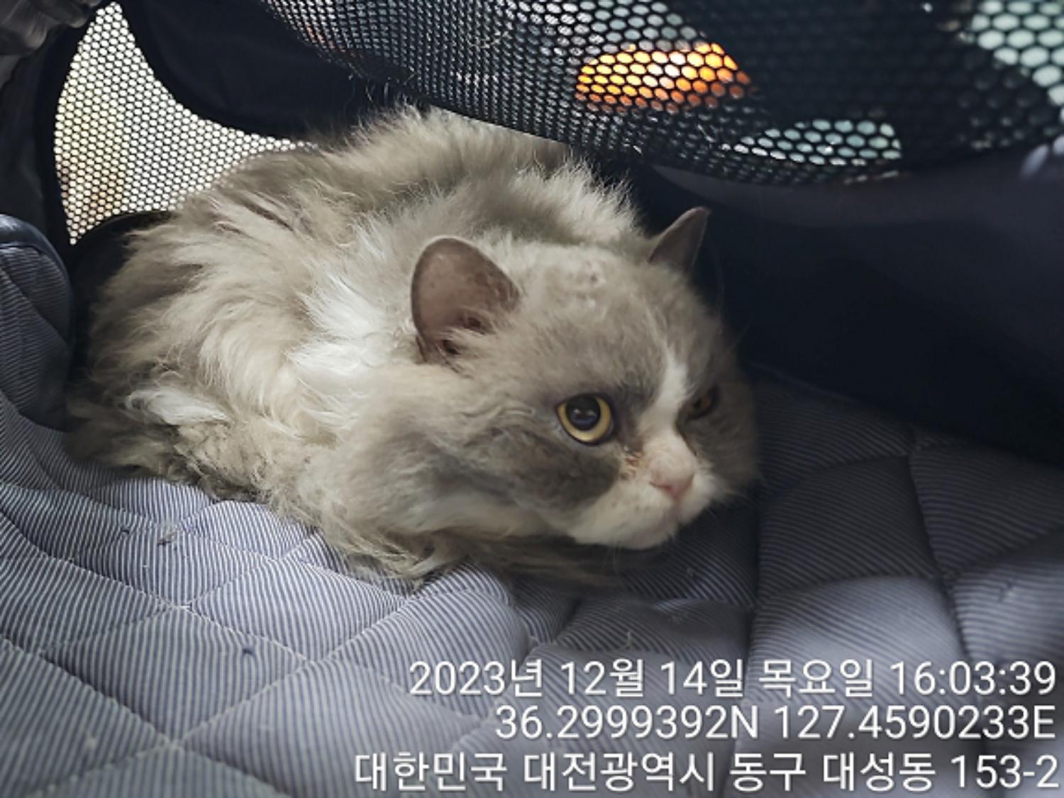 종료(입양) 믹스묘…