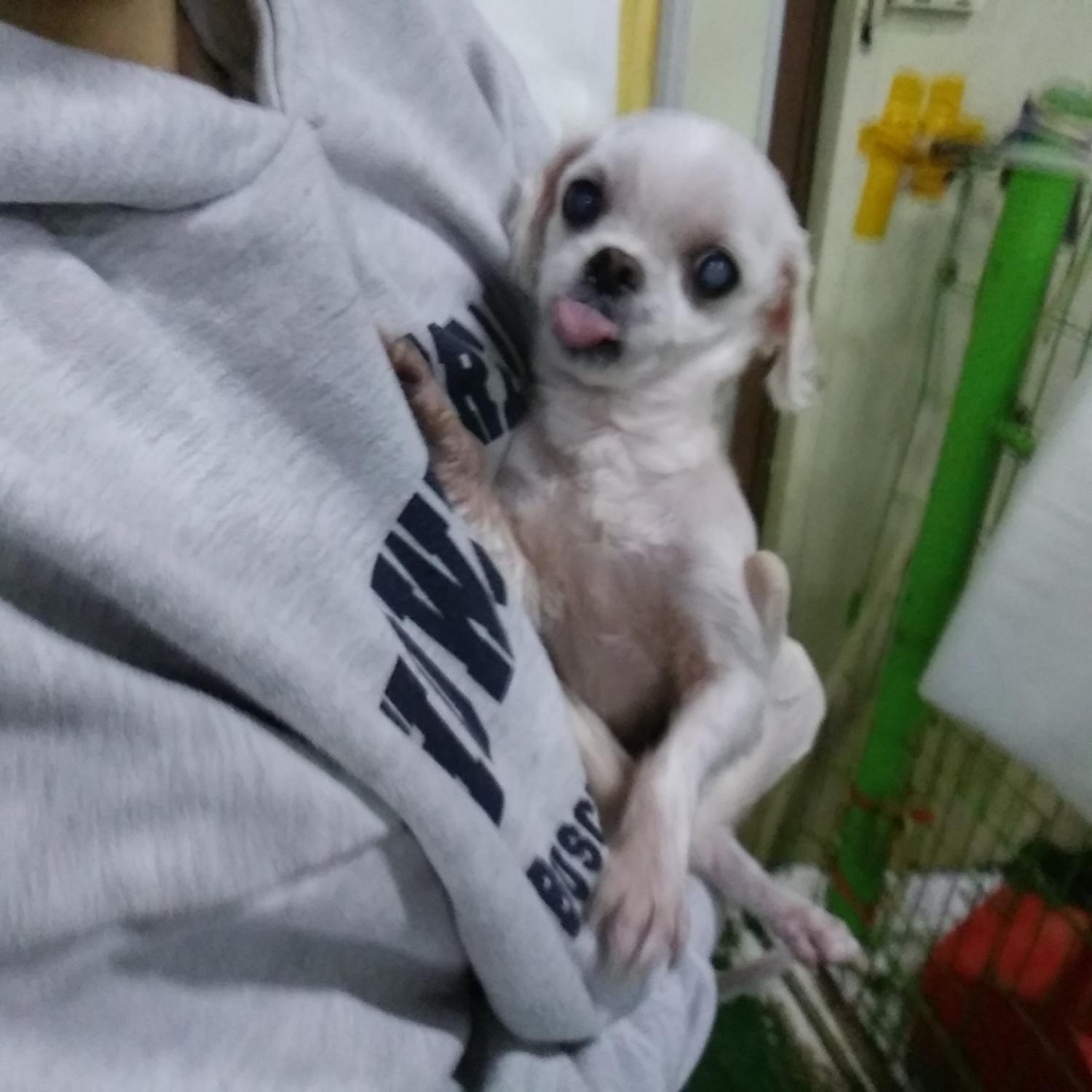 종료(자연사) 말티…