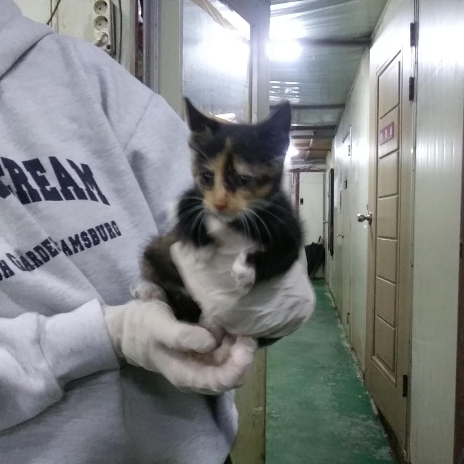 종료(자연사) 한국…