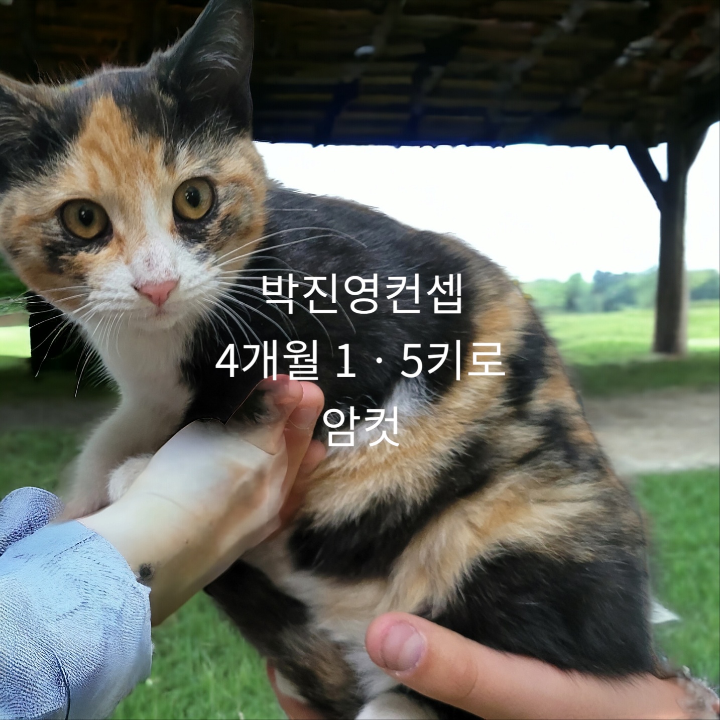 보호중 한국 고양이…