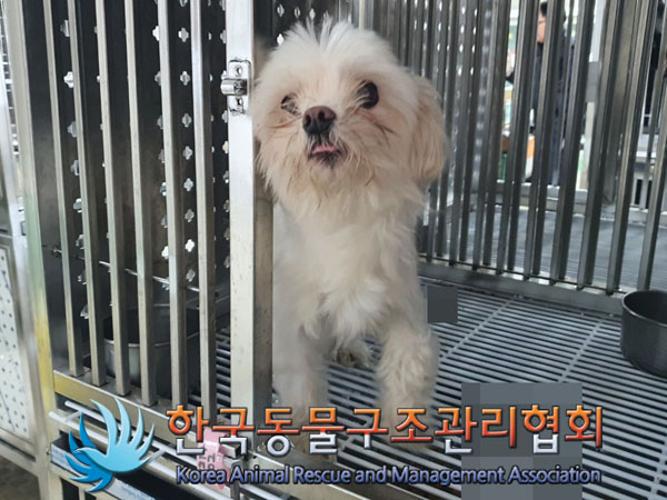 종료(반환) 말티즈…