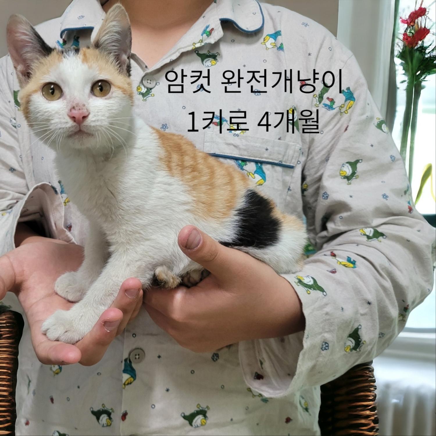 보호중 한국 고양이…